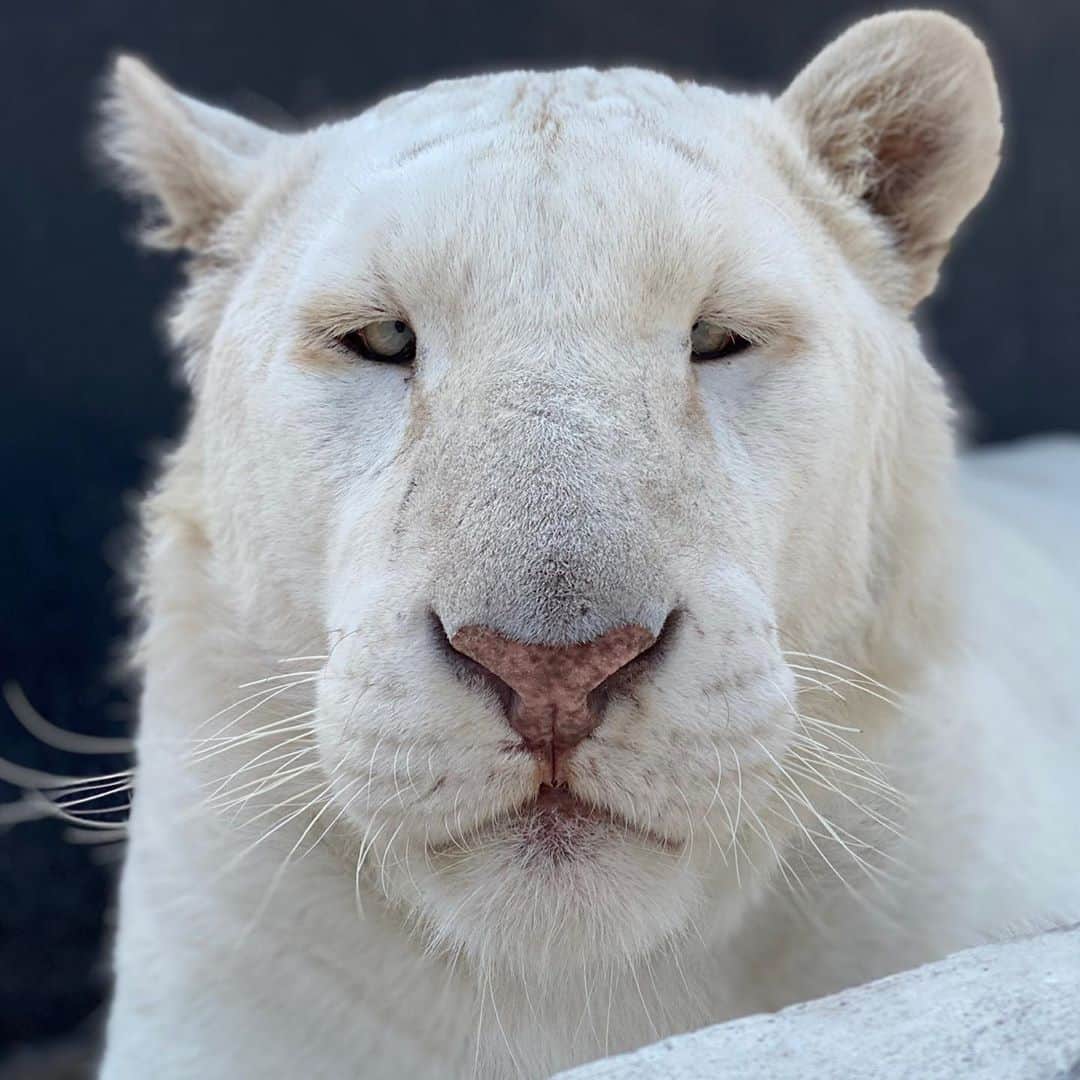 Black Jaguar-White Tiger さんのインスタグラム写真 - (Black Jaguar-White Tiger Instagram)「Etrusco. Remember how weak he was when he was born due to inbreeding? With his head tilted and Hod knows how many issues more? Look at him now. Gorgeous. Magnificent. Miraculous... #BabyEtruscoBJWT #SaveTigers」10月25日 4時30分 - blackjaguarwhitetiger