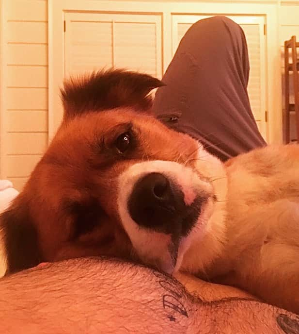 クリス・エヴァンスさんのインスタグラム写真 - (クリス・エヴァンスInstagram)「Dodger lying on DODGER 💙」10月25日 4時31分 - chrisevans