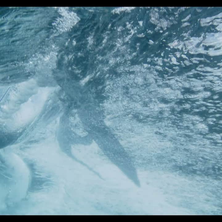 カリッサ・ムーアのインスタグラム：「One of my favorite under the sea clips from #RissFilm @peter.h.hamblin shot by/ @gagehingeley」