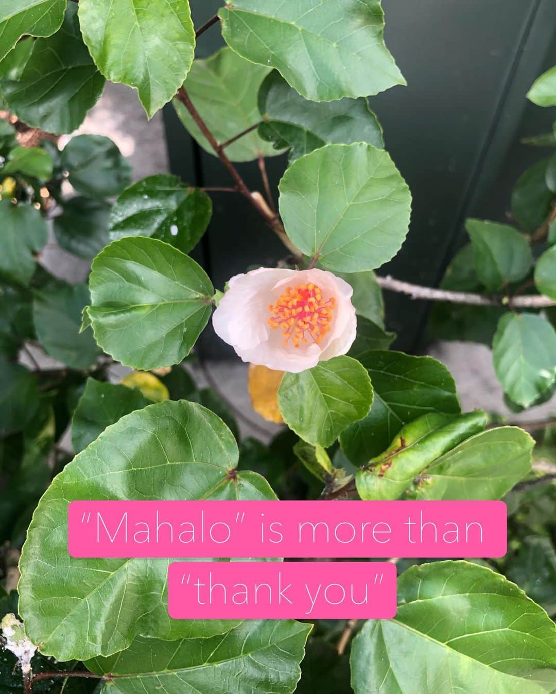 Honolulu Myohoji Missionさんのインスタグラム写真 - (Honolulu Myohoji MissionInstagram)「🌺 Aloha Kakahiaka kākou! Good morning everyone!  #Mahalo - is probably one of the most famous Hawaiian word along with Aloha and Ohana. Do you know mahalo means more than #thankyou ? It also means:  Admiration, praise, esteem, regards, respects; to admire, praise, appreciate.  Isn’t it so sweet to know that you show your respect to others by saying “mahalo”? 😊  * * * * #ハワイ #ハワイ好きな人と繋がりたい  #ハワイだいすき #ハワイ好き #ハワイに恋して #ハワイ大好き #ハワイ生活 #ハワイ行きたい #ハワイ暮らし #オアフ島 #ホノルル妙法寺 #HawaiianAirlines #ハワイアン航空 #思い出　#honolulumyohoji #honolulumyohojimission #御朱印女子 #開運 #穴場 #パワースポット #hawaii #hawaiilife #hawaiian #luckywelivehawaii #hawaiiliving #hawaiistyle #hawaiivacation」10月25日 5時24分 - honolulumyohoji