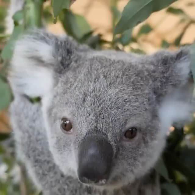 Australiaのインスタグラム