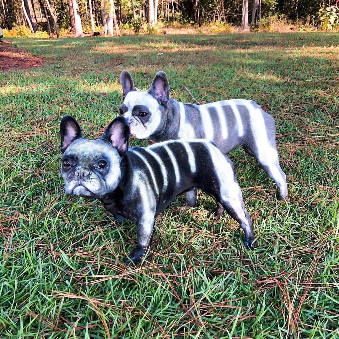 French Bulldogさんのインスタグラム写真 - (French BulldogInstagram)「Halloween is creepin up! Wat r u goin to be dis year? Dis is our Halloween costume frum last year 💀 @violet_and_luna_the_frenchies . . . . . #frenchbulldog #frenchiesforjustice #frenchiephotos #blackfrenchie #thefrenchielove #buhibuhi_official #frenchiehype #frenchielovers #法國鬥牛犬 #法鬥犬 #法國老虎狗 #法斗 #法鬥 #フレンチブルドッグ #프랑스불독 #buhi #instafrenchbulldogs #frenchbulldog #frenchiecrew #frenchieworld #frenchielife #frenchie #frenchieofinstagram #frenchbulldog」10月25日 6時29分 - frenchie.world