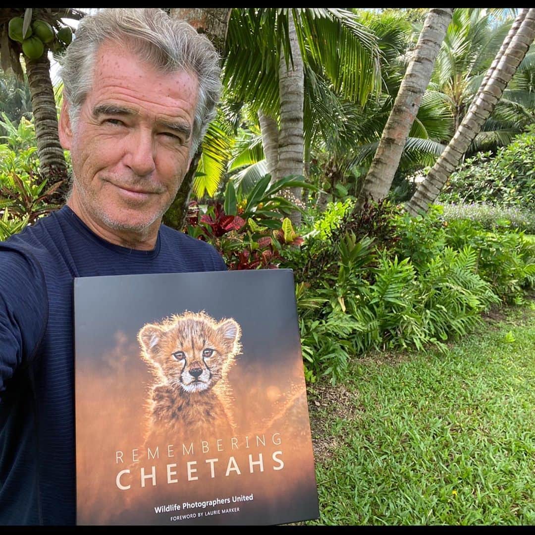 ピアース・ブロスナンのインスタグラム：「#RememberingCheetahs, is the most beautiful book of photographs, of an animal that for all its speed and elegance is racing towards its own extinction. By the hand of man. Protect our wild kingdom of the Cheetahs. Mahalo.」
