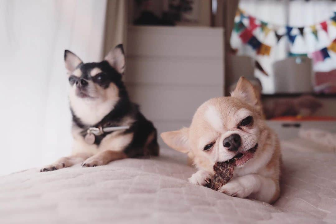 maika_kikitoyjijiさんのインスタグラム写真 - (maika_kikitoyjijiInstagram)「. Kiki&Toy . Good morning☺️❤️ . . #chihuahua #dog #チワワ #犬 #치와와 #weeklyfluff #ふわもこ部 #IGersJP #dogstagram #chihuahuaoftheday #fujifilm #fujifilm_xseries #今日もX日和 #ミラーレス #tokyocameraclub #東京カメラ部 #犬バカ部 #whim_fluffy #dog_features #dogsofinstagram #いぬすたぐらむ #子育て #双子 #ママスタグラム #犬のいる暮らし」10月25日 7時39分 - maika_kikitoyjiji