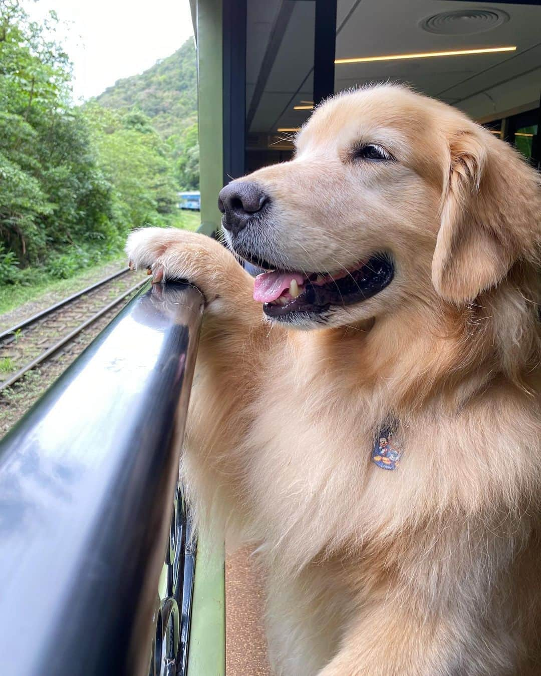 Bobさんのインスタグラム写真 - (BobInstagram)「Um dos melhores passeios que já fizemos em todas as viagens acompanhados do papito, o @serraverdeexpress sem dúvidas é um deles! O vagão Petfriendly Bove é um sucesso! Adoramos mais essa atração que o @olapet.friendly nos proporcionou! 👏👏👏 🔝🏆 . #ExpediçõesOlaPet #HyundaiPets . Destino: Curitiba Roteiro de hoje:  Passeio de Trem com @serraverdeexpress  Almoço: Barreado no @oceleiroeco  . #olapetfriendly #destinos #curitiba #morretes #parana #petfriendly #viagemcompets #hotelaria #turismo #gastronomia #viagem #expedições #petlovers #trem #dogs #dogsofinstagram #dogoftheday #petsofinstagram #instagramers #vejasp #lazer #turismo #brasil #corporativo #hotel」10月25日 7時41分 - bob_marley_goldenretriever