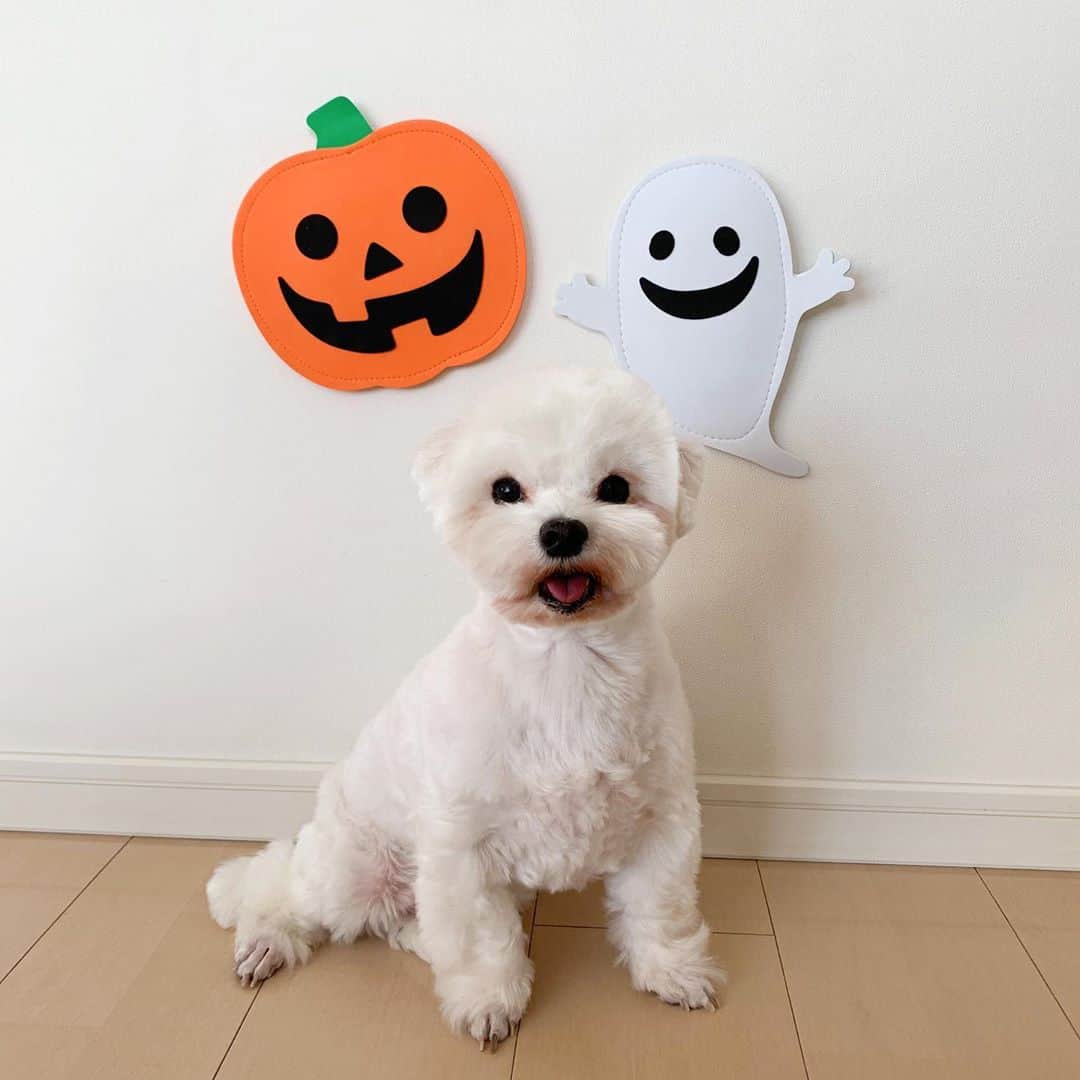 セロリのインスタグラム：「【ハロウィン迷走中】 去年の「使い回し」で乗り越えようとしています(笑) いくらはハロウィンなんてどうでもいいのでしょうね。 #maltese #マルチーズ #アレルギー #ハロウィン #halloween #キッチンペーパー #malteseofinstagram #maltese101 #malteser #malteseofficial #maltesedog #dog #instadog #dogstagram #dogoftheday #doglovers #instapet #adorable #ilovemydog  #ペット #わんこ #ふわもこ部 #犬のいる暮らし #いぬら部  #いぬすたぐらむ #イッヌ」