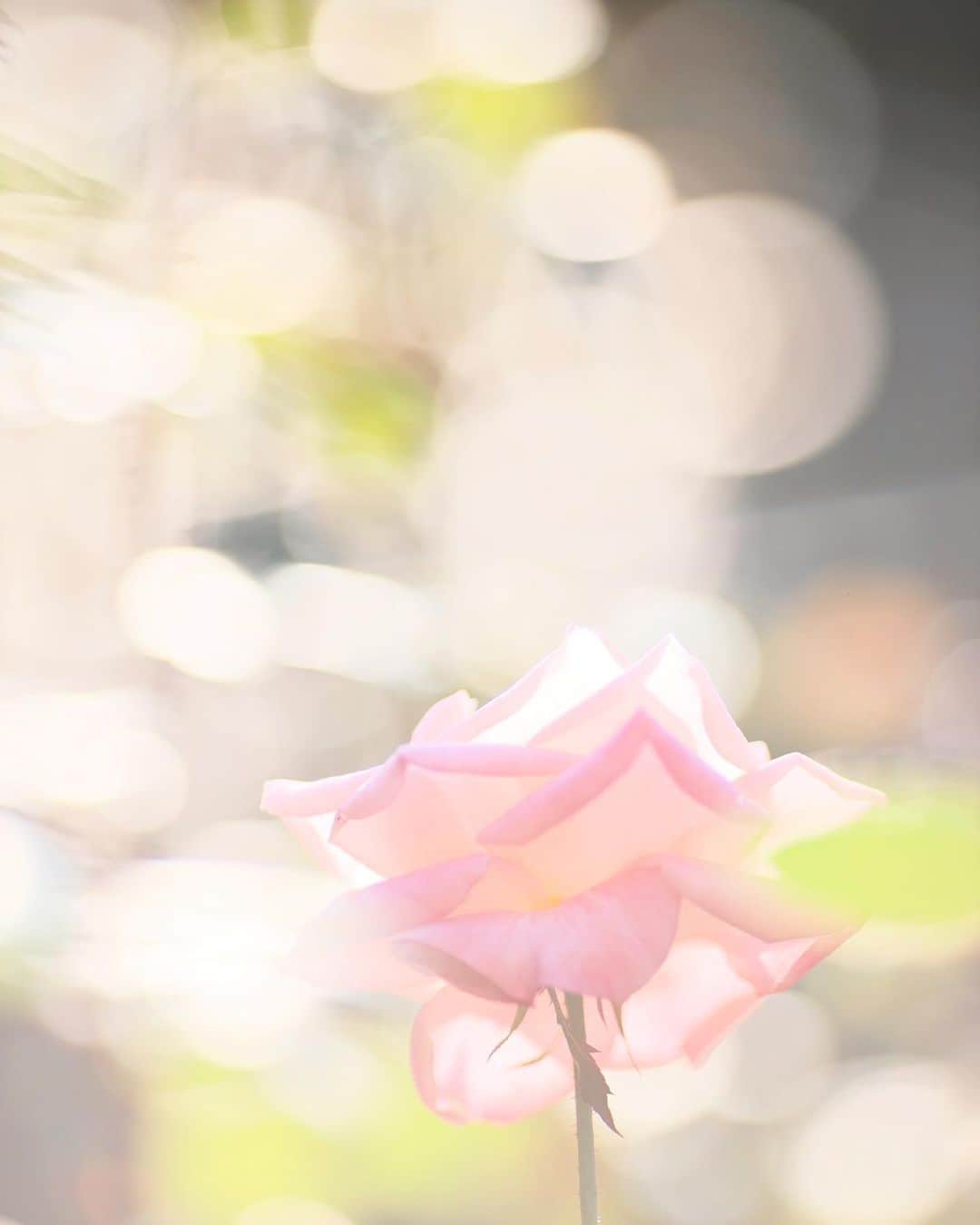 kiccyomuのインスタグラム：「☁️ 2020.10.25 Sun #旧古河庭園 秋の #バラ 🌹 春ほど華やかではないけど (今年は来れなかった😥) 香りと共に咲いてます😊 あそこの秋バラも見たいなぁ〜 #心に花を  日曜日…今日も元気に🤗  location #東京 📷撮影 2020年10月24日」