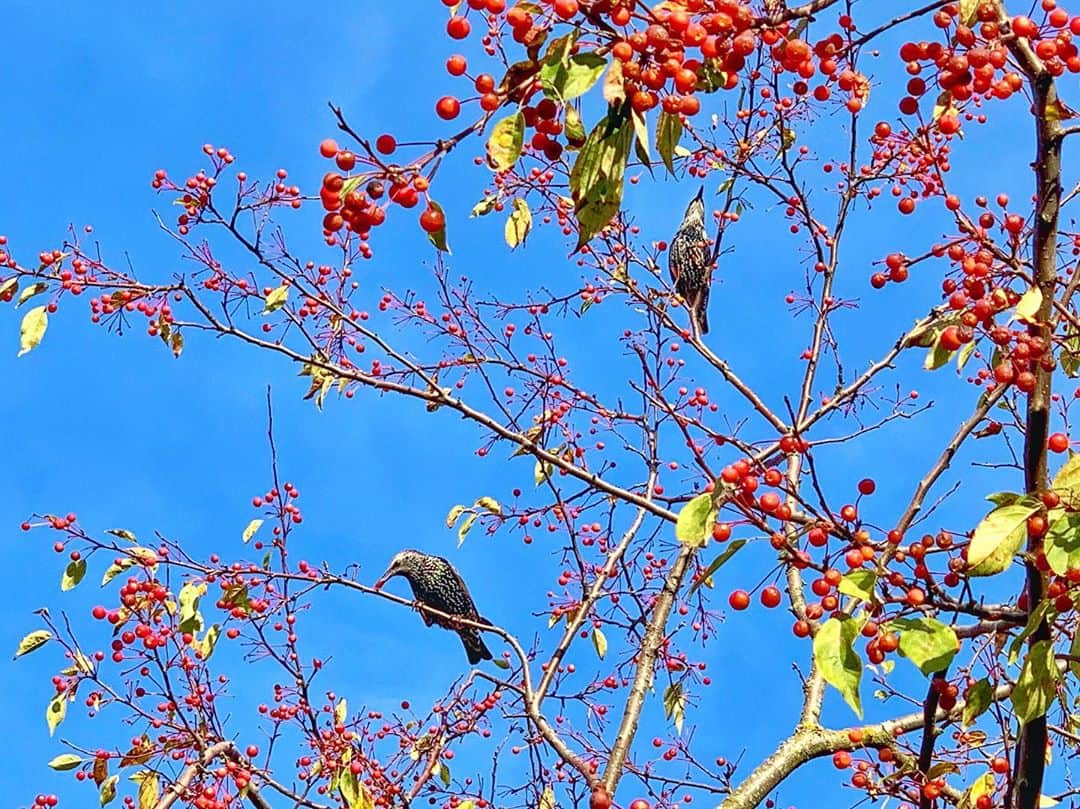 横井玲のインスタグラム：「Let’s enjoy autumn together! Yum yum😋🍒  秋晴れの下、旬の味を楽しむ鳥たち。 なんたる可愛さ、美しさ٩( ᐛ )و  #canada #autumn #fall #autumnvibes #fallvibes #bird #birdstagram #wildbirds #birdlovers #nature #tree #bluesky #naturelovers #animallovers  #鳥 #野鳥 #鳥好き #秋 #青空 #実 #食欲の秋」