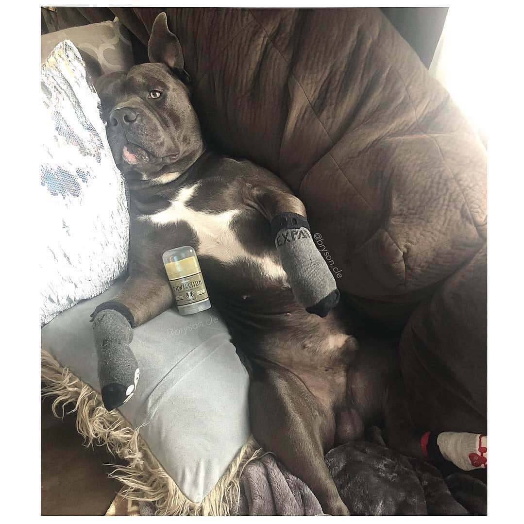 Pit Bull - Fansさんのインスタグラム写真 - (Pit Bull - FansInstagram)「t’s ruff out there. Harsh & hot surfaces can dry out paw pads, causing them to split and crack. Keep paws guarded when outside by applying all-natural #PawTection. It’s made of natural waxes that coat the skin to lock in moisture and keep paws healthy. . ⭐ SAVE 20% off @naturaldogcompany with code PITFANS at NaturalDog.com  worldwide shipping  ad 📷: @bryson.cle」10月25日 8時26分 - pitbullsfans__