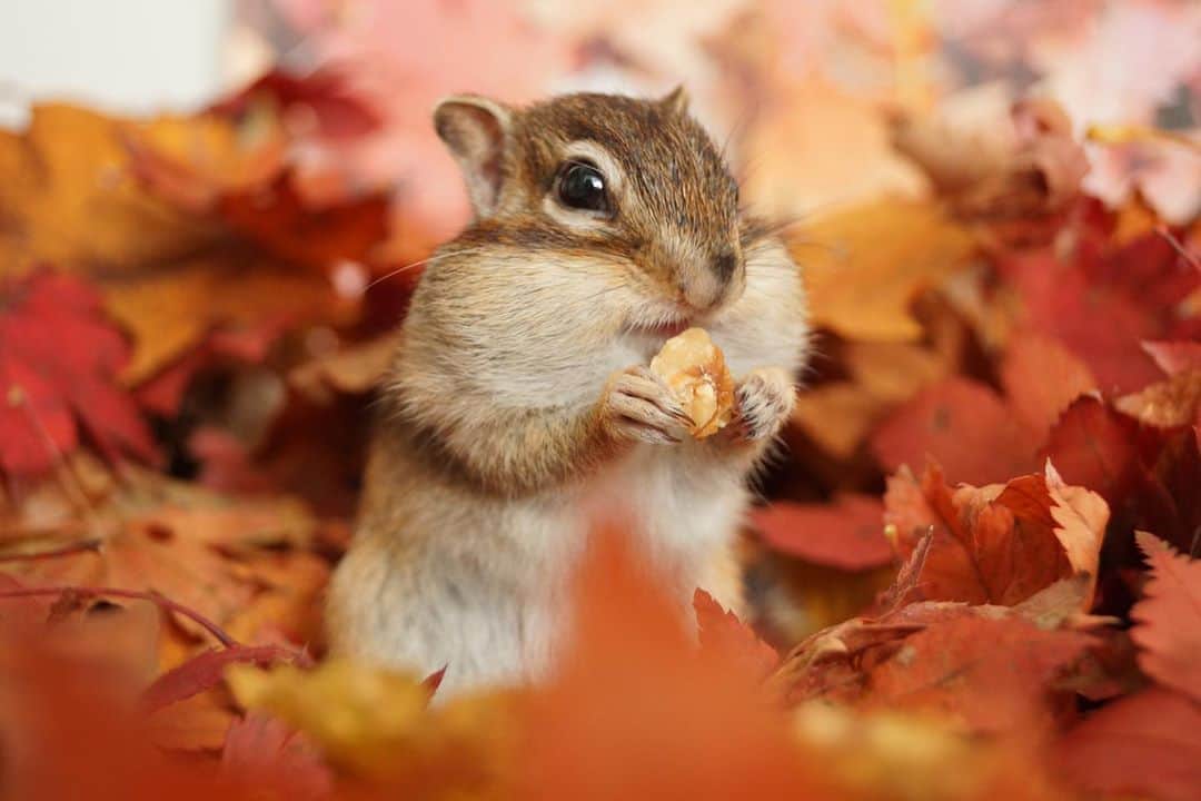 ビッケ & トッドさんのインスタグラム写真 - (ビッケ & トッドInstagram)「#Tod Yay! I found a walnut.   やった♪クルミみっけ！ #カレンダー予約受付は今月末まで #chipmunk #シマリス #リス #紅葉」10月25日 8時36分 - bikke_the_chip