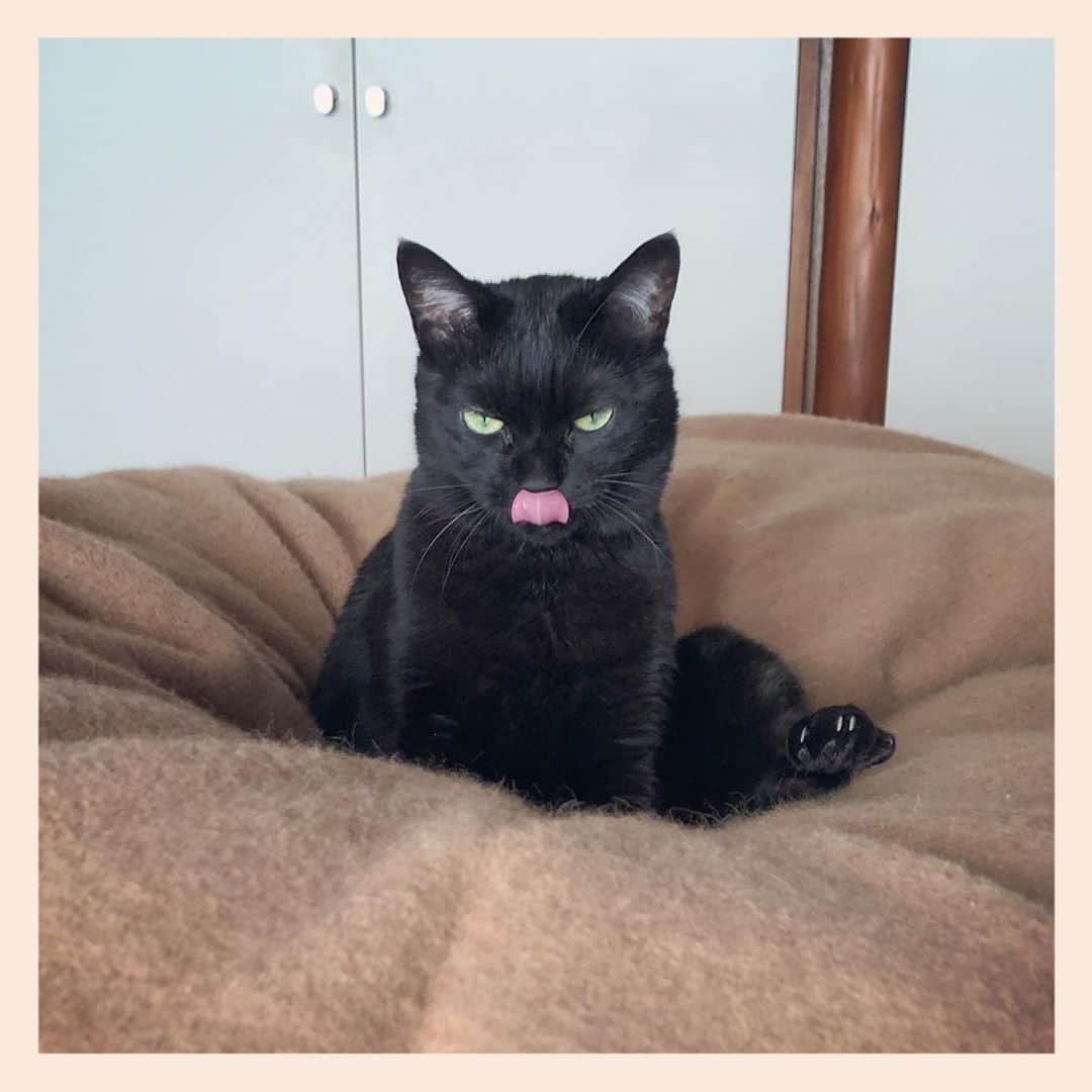 パンといっぴきのインスタグラム：「#元野良猫 #黒猫 #blackcat」