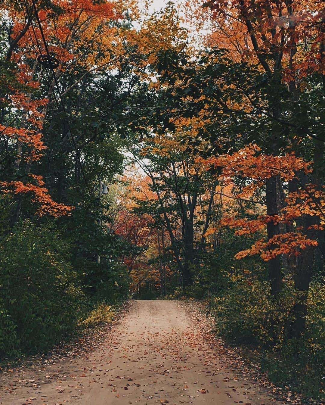 トッドスナイダーさんのインスタグラム写真 - (トッドスナイダーInstagram)「Inspired by Nature 🍁🍃🍂 #FromAway #Maine #ToddSynder #FallVibes #Autumn #GetOutStayOut #LLBeanxToddSnyder」10月25日 8時51分 - toddsnyderny