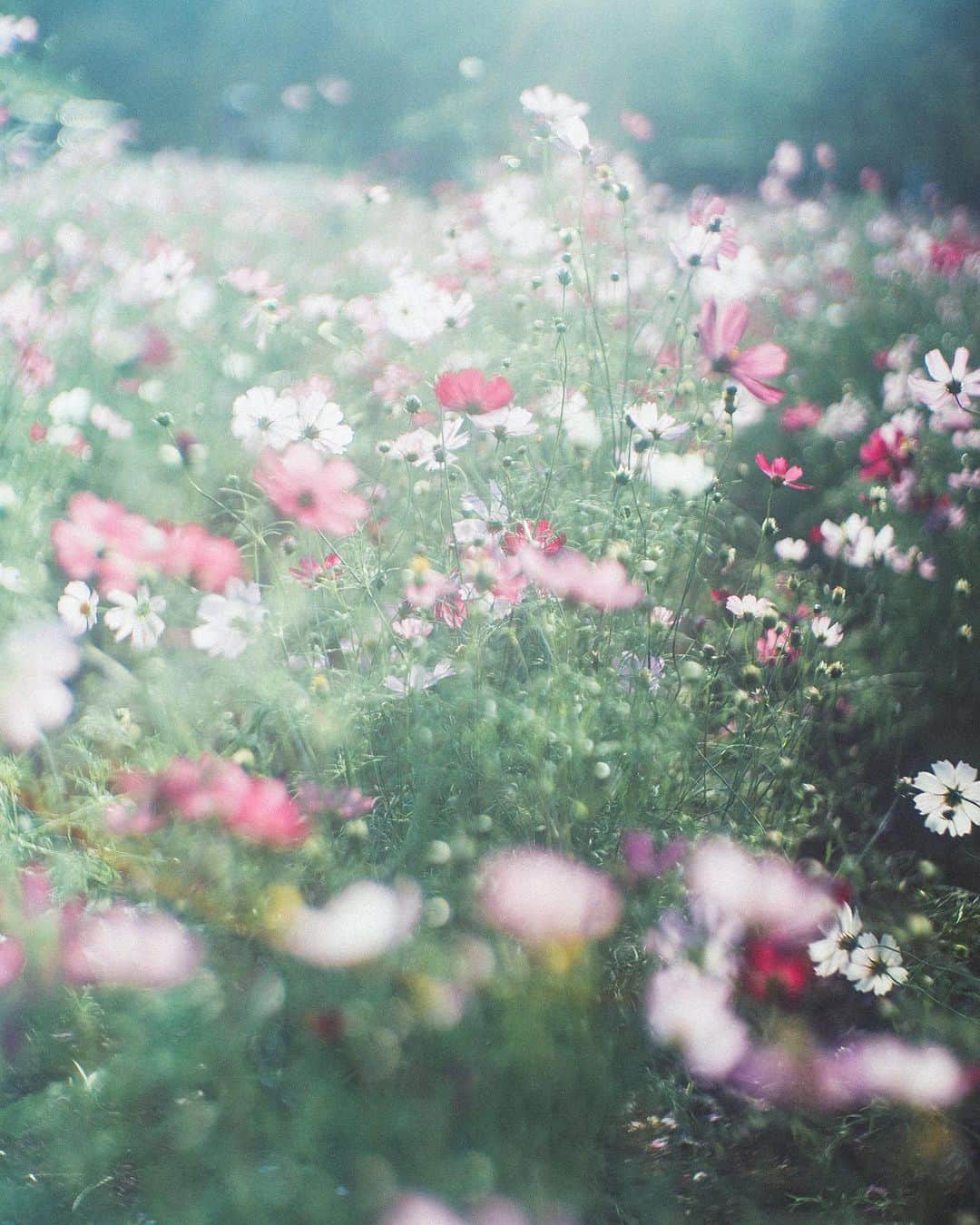 haru wagnusのインスタグラム：「Ringing.. ㅤㅤㅤㅤㅤㅤㅤㅤㅤㅤㅤㅤㅤ ㅤㅤㅤㅤㅤㅤㅤㅤㅤㅤㅤㅤㅤ #wagnus_cosmo_cosmos」