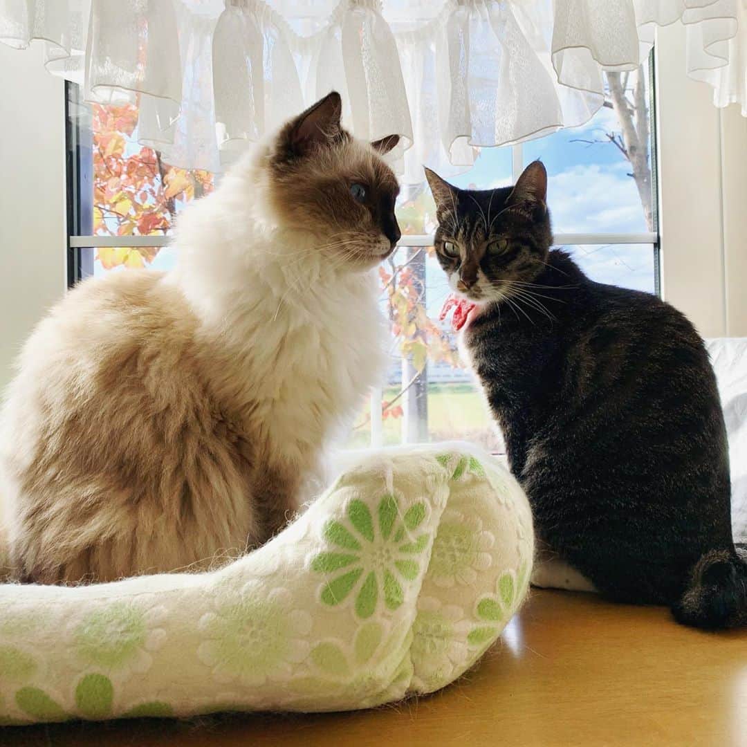 takegaeruのインスタグラム：「おはにゃ😸🍁 #cat #猫 #ragdoll #ラグドール #ホワイトポッチーズ #よもねこ #よもぎねこ #キジトラ #きじとら」