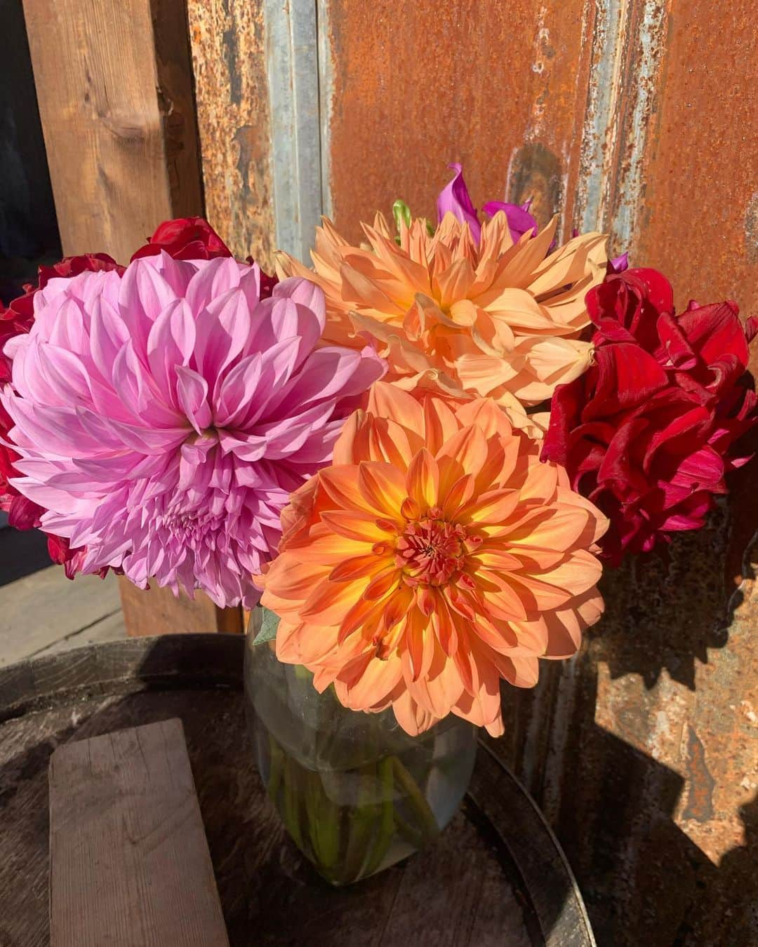 アナベス・ギッシュさんのインスタグラム写真 - (アナベス・ギッシュInstagram)「Dahlias against a barn door, so casually arranged, such saturated explosions. Saturday afternoon sunlight. Winter won’t ever be this lovely.」10月25日 8時57分 - annabeth_gish