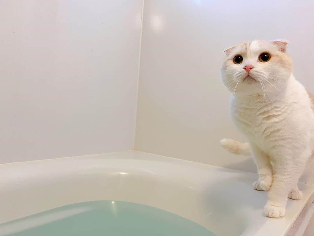 はなぼくろきなこさんのインスタグラム写真 - (はなぼくろきなこInstagram)「朝風呂を沸かしたところに、きながパトロールしにきてくれました🐾  朝から掃除洗濯、朝風呂😊  #はなきな #お風呂パトロール #bathroompatrol  #にゃんこ  #スコティッシュフォールド #猫  #猫のいる暮らし #😻　#みんねこ」10月25日 9時18分 - hanabokurokinako