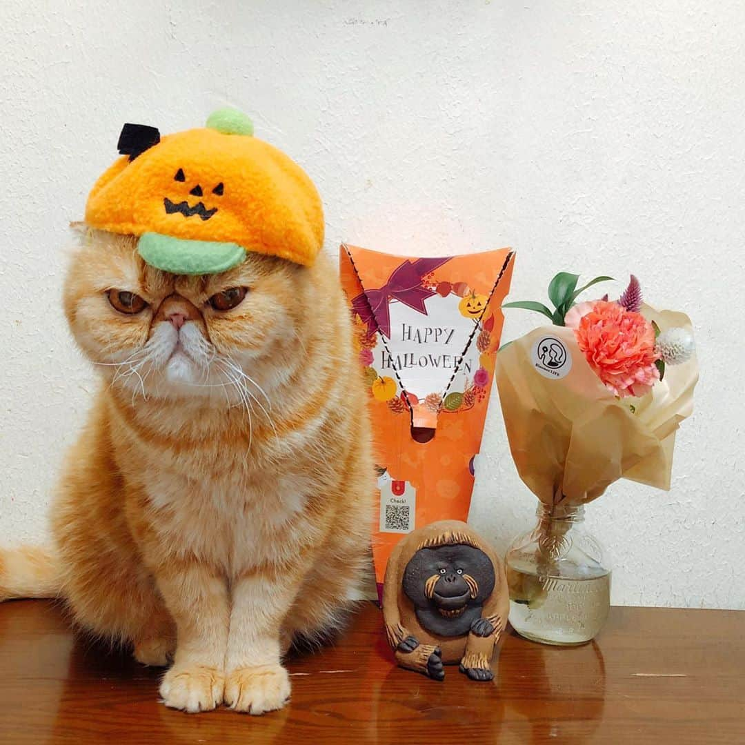 女将さんのインスタグラム写真 - (女将Instagram)「NOAH﻿ ﻿ 🎃Trick or Treat 👻﻿ ﻿ 限定ハロウィンBOXでお届け🕸﻿ ﻿ @bloomeelife  ポストに届く📮お花の定期便﻿ 初回お届け無料クーポン《kinako》👻﻿ ﻿ #ブルーミーライフ#ハロウィン#ハロウィン飾り#フラワーハロウィン#お花のある生活#花#猫#お花の定期便#ノア坊ちゃま#bloomeelife#cat#ilovecats#きな粉餅部屋#ねこ#ペコねこ部#ねこのいる生活#エキゾチックショートヘア#ネコ帽factory #cat#catstagram#catsofinstagram#instagood#instacat#exoticshorthair#ilovecat#igersjp」10月25日 9時32分 - kinako_mochicat