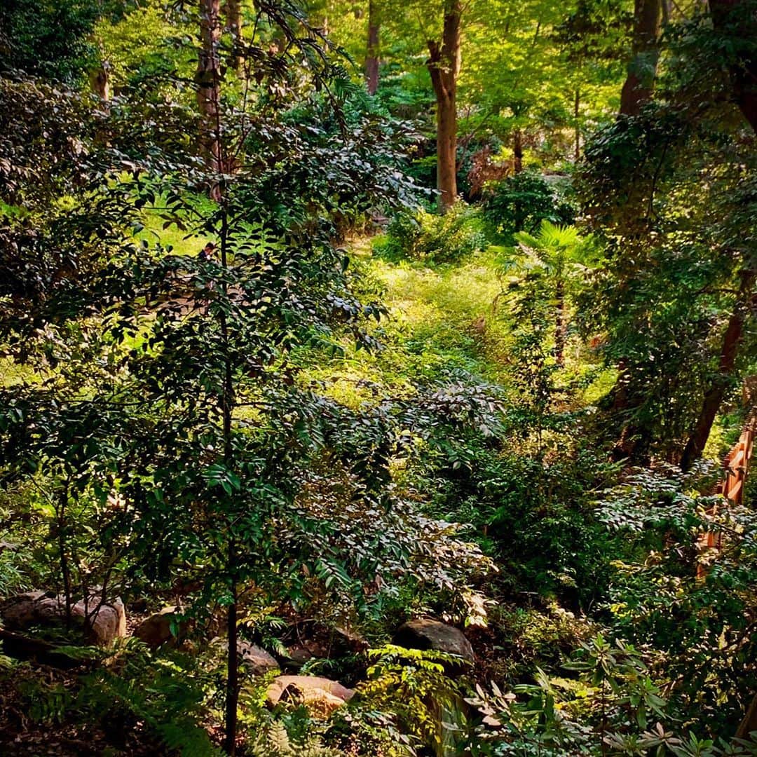 安珠のインスタグラム：「東京の森まだ青い #anjuphotographer #安珠写真家」
