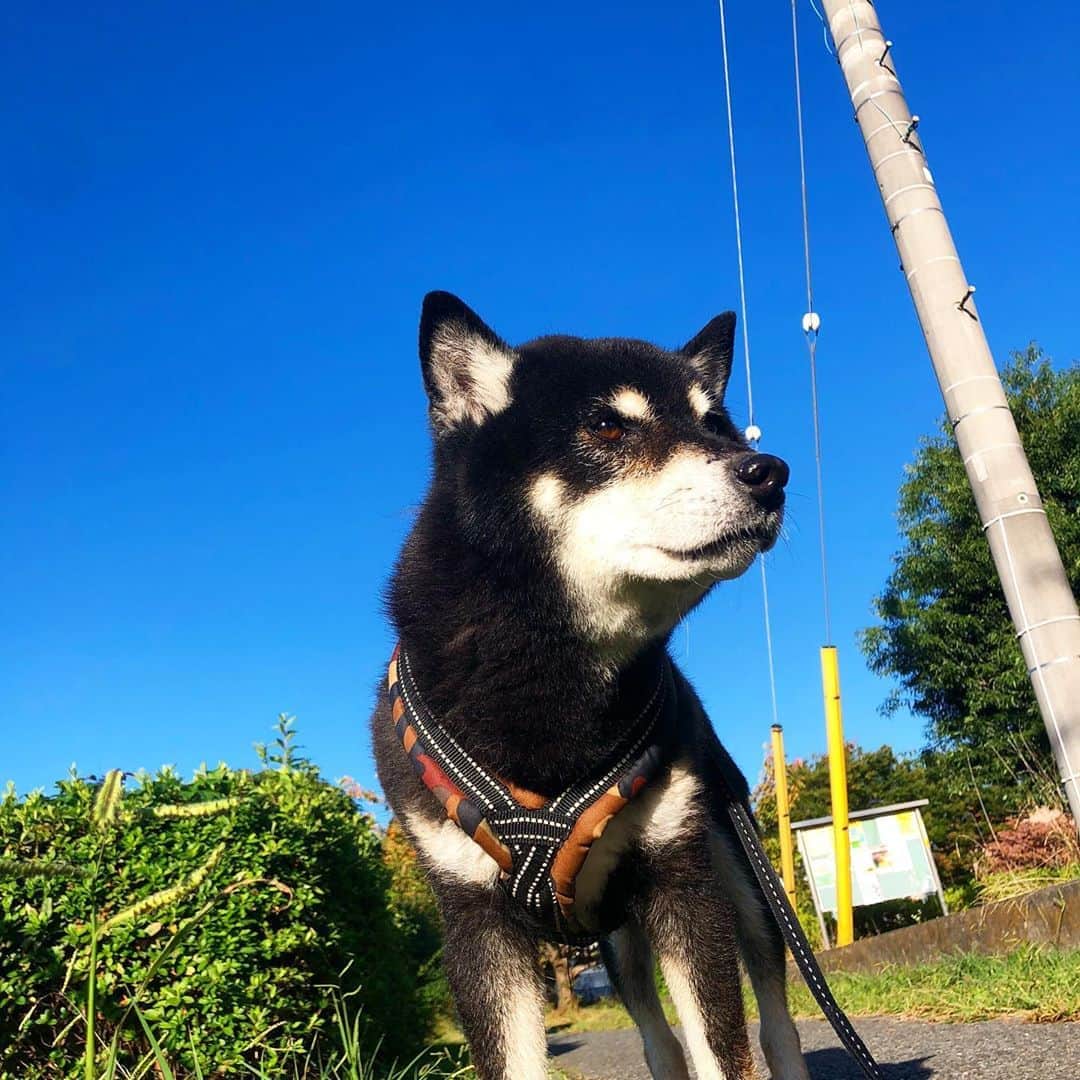 小川博永さんのインスタグラム写真 - (小川博永Instagram)「秋晴れ！ さて本日は吉祥寺PLANET Kにてらせん。BANDSET[YOMEI SENCOK]のライブですよ。お待ちしております！  #今朝まる #ししまる #dog #dogs #柴犬 #黒柴」10月25日 9時49分 - ogawahironaga