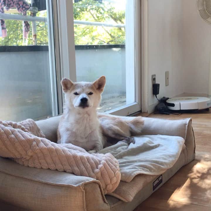 柴犬リリコのインスタグラム：「アイコンタクトに応じているリリコさん💕🐶🧑🏻嬉しい時はほんの僅かに尻尾をプルプルと震わせます🥰 #尻尾ピピピ #目と目で通じ合う」