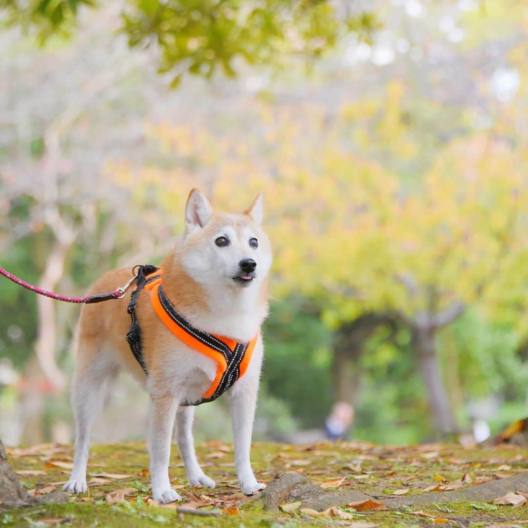meekooのインスタグラム：「秋のちょいぺろりんりん😆 2020.10.24」