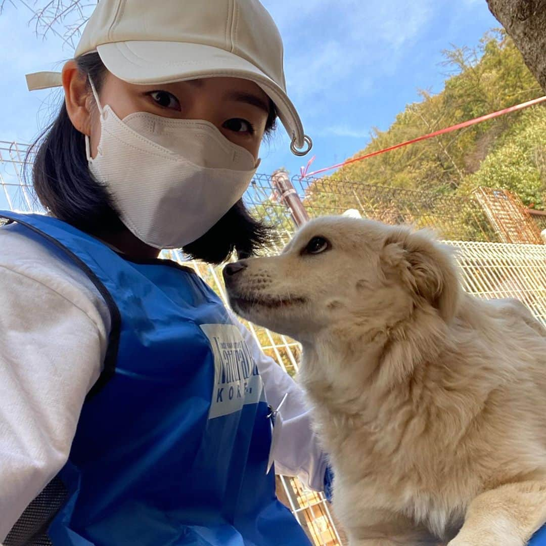 ガヨン さんのインスタグラム写真 - (ガヨン Instagram)「틈만나면 내 얼굴에 뽀뽀를 하던 사랑둥이💗 위험할뻔 했지만 잘 이겨내준 기특한 아이😭 순딩한 얼굴로 폴짝폴짝 뛰어다니던 순돌이🐶 그리고 너무 착하고 예쁘던 수많은 아이들 ㅠㅠ 얼른 좋은 가족들 만나서 따뜻한 겨울을 보낼 수 있었으면,, 🙏🏻💕  대단한 봉사를 하지 않아도, 가끔 가서 놀아주시기만 해도, 사람이 낯설고 무서운 유기견들에게 많은 도움이 될 거예요! 그러니 봉사라는 단어에 부담 갖지 마시구 많은 관심 가져주세요😂  #레인보우쉼터 #kdsrescue #블루엔젤봉사단 #네츄럴발란스 #인연엔터테인먼트 #유기견 #유기견봉사 #유기견입양 #사지마세요입양하세요」10月25日 19時13分 - gy._.1202