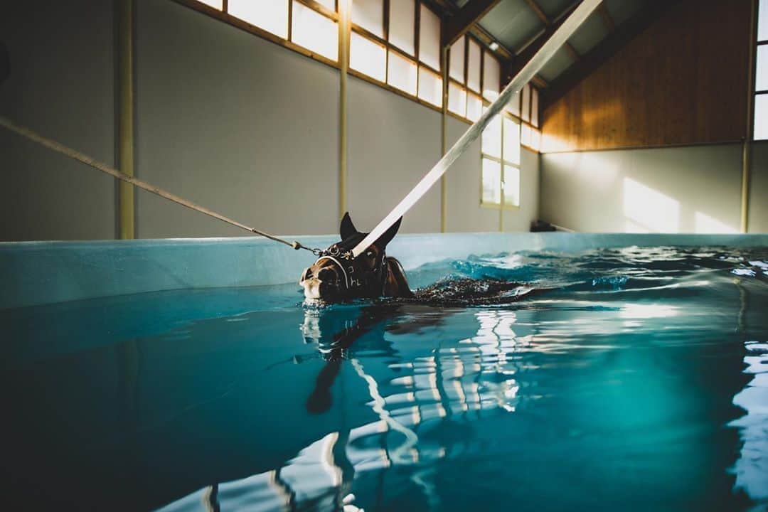 AFP通信さんのインスタグラム写真 - (AFP通信Instagram)「#AFPrepost 📷 @loubenoiste - A horse swims in a panoramic swimming pool, dedicated to the examination of horses in an aquatic environment, at Kinesia, Goustrainville, northwestern France, a place dedicated to research in physiotherapy and functional rehabilitation in horses on October 22, 2020. #horse #horses #animals #photography #photooftheday #photoshoot #animalphotography #normandy #equinephotography #equine」10月25日 19時23分 - afpphoto