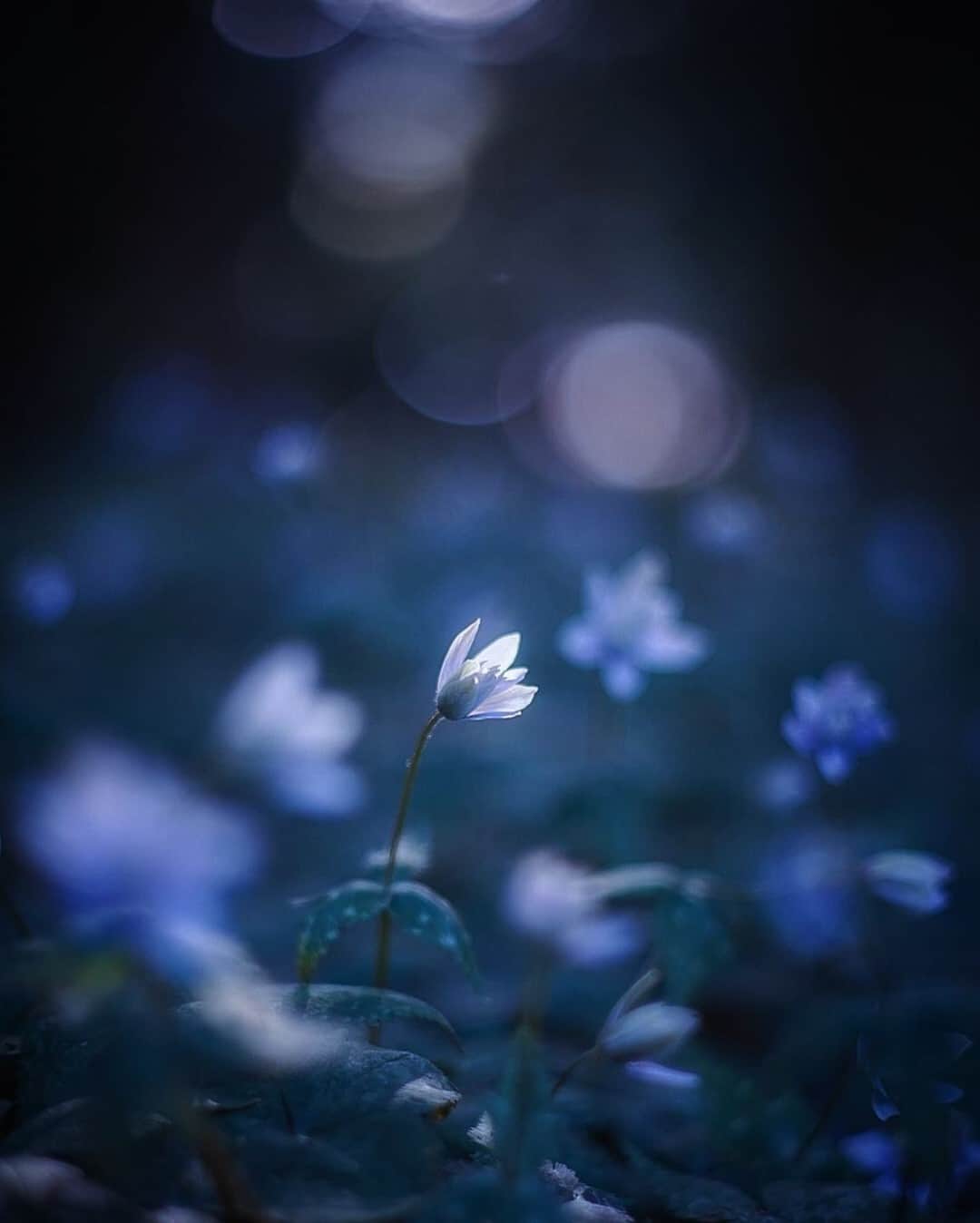 花の写真館のインスタグラム：「Photo by @ma_yu720.⠀ https://instagram.com/ma_yu720/⠀ .⠀ Original Post[投稿いただいたURL]⠀ https://www.instagram.com/p/B-S8md_JPYJ/⠀ .⠀ 本アカウントは、 #私の花の写真 をつけてInstagramに投稿された皆さまの花の写真や、「花の写真館」Facebookページで投稿された花の写真を紹介します。⠀ 「花の写真館」Facebookページは、「 @floral.photograph 」のプロフィールにあるURLからご覧ください。⠀ .⠀ ※各自、政府、自治体など公的機関の指示に従った行動をお願いします。⠀⠀ 東京カメラ部および分室では、写真を「見る楽しみ」を提供することを通して、微力ながら皆様にわずかな時間でも癒しをお届けしたいと思っております。⠀ ※本アカウントは東京カメラ部がFacebook、Instagramのサービスを利用して運営しているもので、Facebook社・Instagramとは一切関係ありません。⠀ .⠀ #花の写真館 #floralphotograph #floralphoto #flower #flowers⠀ Follow: @floral.photograph」