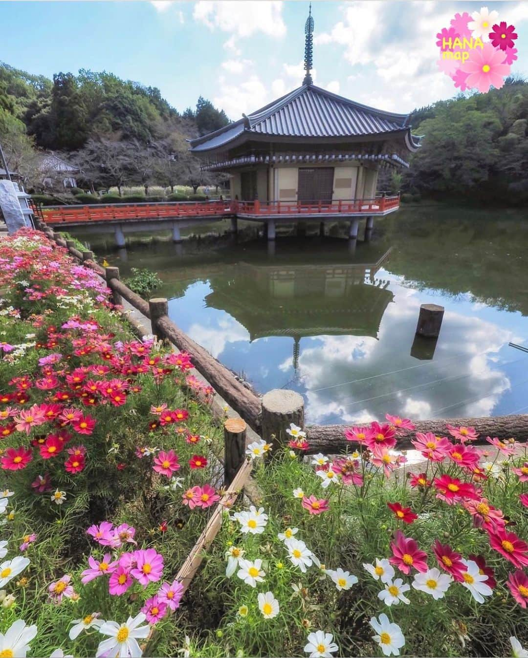 はなまっぷ❁日本の花風景さんのインスタグラム写真 - (はなまっぷ❁日本の花風景Instagram)「🌸🌼はなまっぷのコスモスまつり🌼🌸 *  @d.d.kamei さんの コスモスに花まるを💮 * 爽やかな秋風に揺れる可憐なコスモスをありがとうございます😊🌼🌸 * 奈良　#安倍文殊院 Abemonjuin, Nara Pref. * 🌼コスモスの花言葉📝🌼 乙女の真心/調和 * 見頃を過ぎている場所もご紹介しています。 お出かけの際はHP等で最新の情報をご確認くださいね🙏🌸 * 🌸•••🌼•••🌸•••🌼•••🌸•••🌼 * 〜コスモスの季節が終わる頃まで #はなまっぷ  のタグの中から、コスモスのお写真をご紹介させていただきます。期間中はランダムに、複数枚投稿でもご紹介させていただく場合がございます。 * #はなまっぷ * #花言葉#花#花畑#秋桜#コスモス」10月25日 19時45分 - hanamap