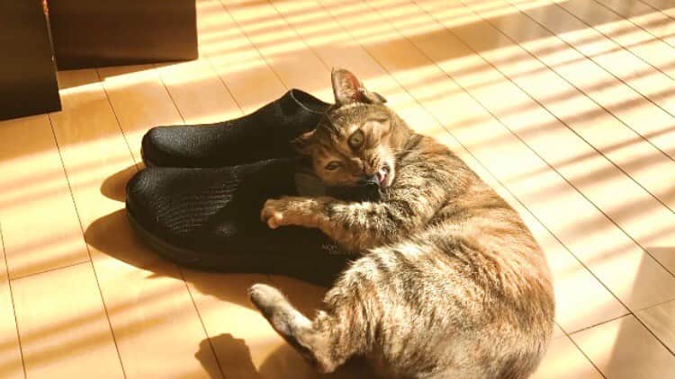 ピーちゃん＆ニャーさんのインスタグラム：「YouTubeはじめました🐱📺 本日の動画は、「新しい靴を目の敵にする猫。」 ティータイムのお供にどうぞ😸 YouTube📺　 https://www.youtube.com/channel/UC2ZN-NW9xE5tX5z1jc3lXSA」