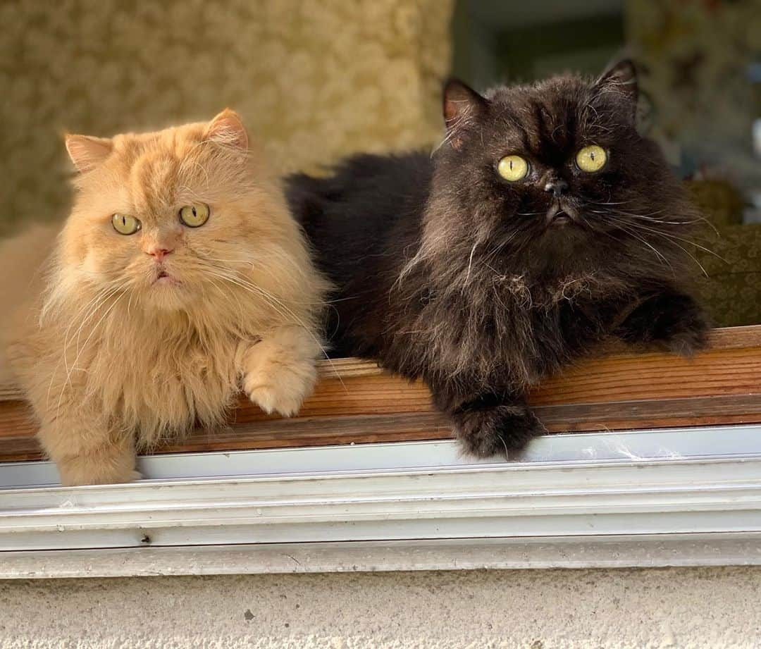 12 Chinchilla Persianさんのインスタグラム写真 - (12 Chinchilla PersianInstagram)「Looking good boys 💙😘 #cat #catsofinstagram #gingercat #blackcat #persian」10月25日 20時02分 - 12catslady