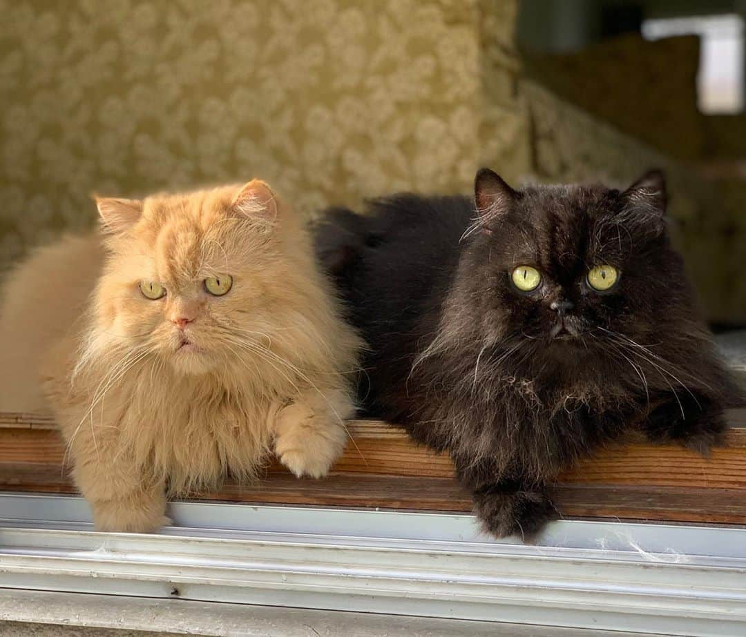 12 Chinchilla Persianさんのインスタグラム写真 - (12 Chinchilla PersianInstagram)「Looking good boys 💙😘 #cat #catsofinstagram #gingercat #blackcat #persian」10月25日 20時02分 - 12catslady