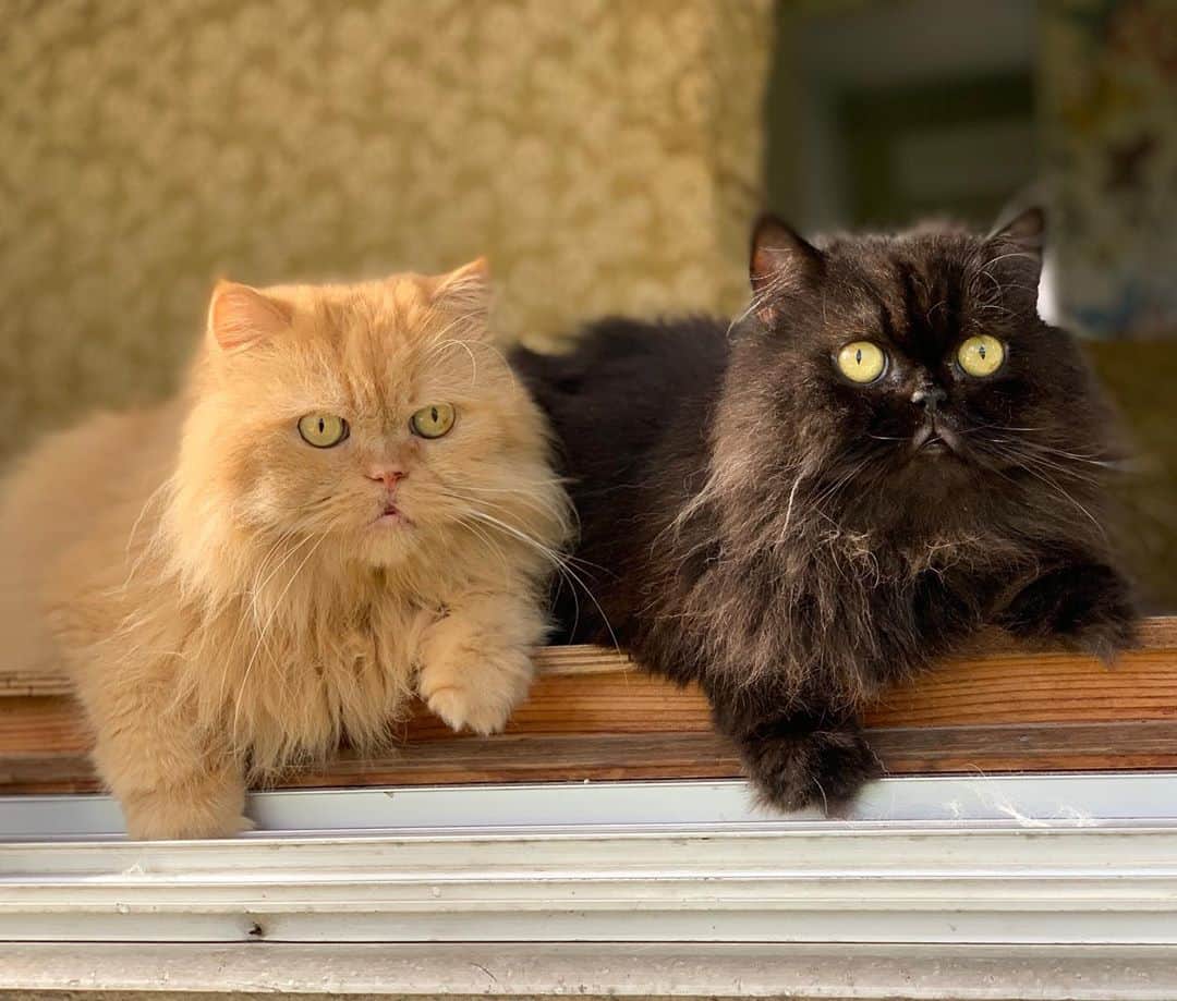 12 Chinchilla Persianのインスタグラム：「Looking good boys 💙😘 #cat #catsofinstagram #gingercat #blackcat #persian」