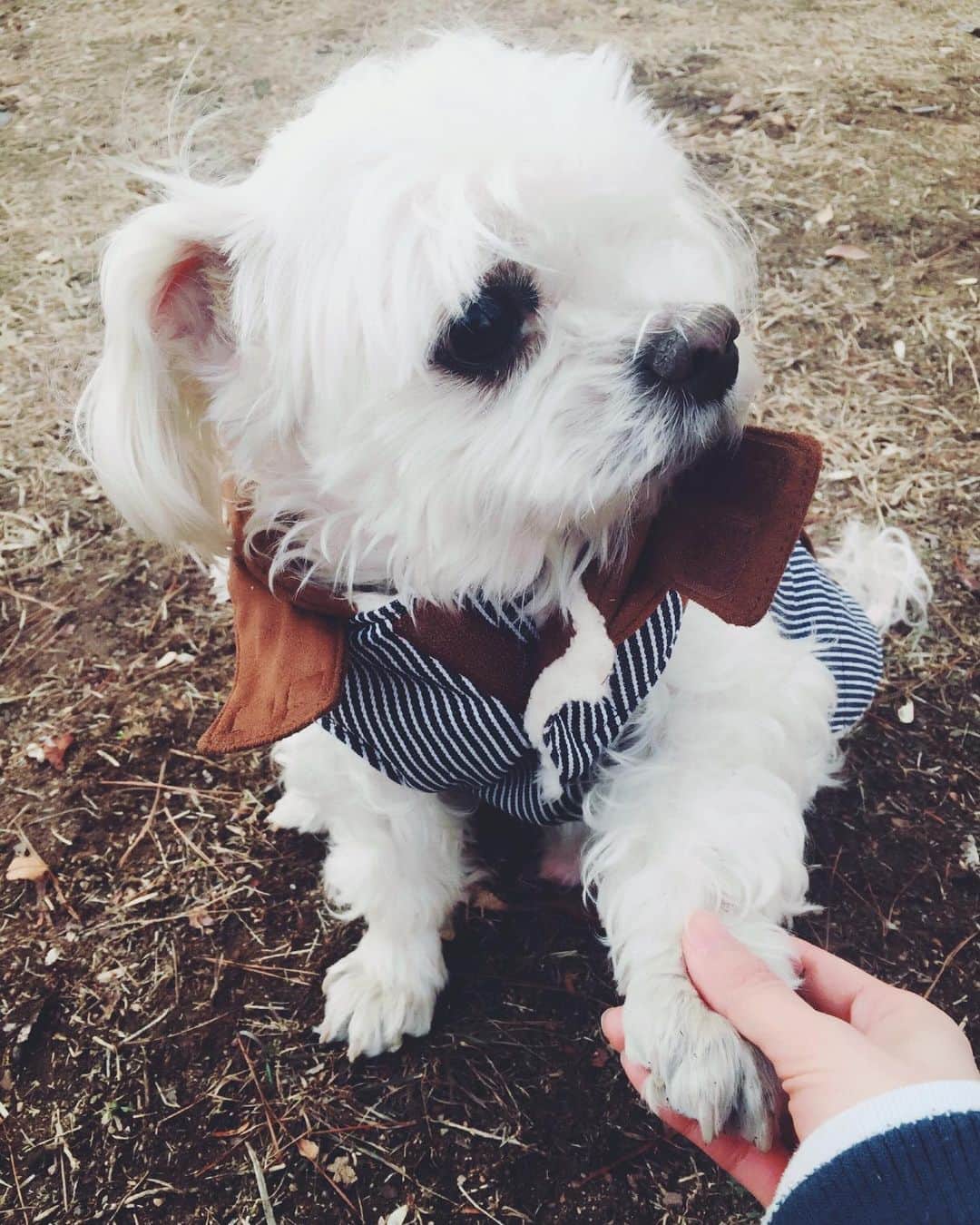 ソン・ハユンのインスタグラム：「2016년 10월 25일 모모와 떨어진지 벌써 4년이 되었네.. 몸도 마음도 온통 모모 기억이 나서 그리워죽겠어..  못해준 것만 생각이 나서 미안하고 미안하고..  너무 보고 싶어서 심장이 아프네..   모모야, 한순간도 잊지 않아.  기억하고 또 기억할게.  오늘도 여전히 너무 사랑해❤️」