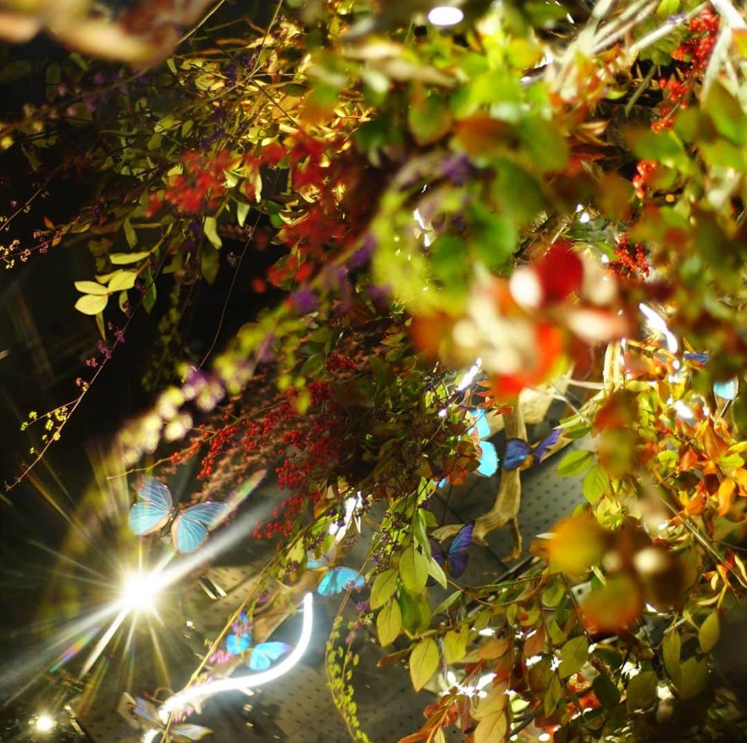 Miraikan, 日本科学未来館さんのインスタグラム写真 - (Miraikan, 日本科学未来館Instagram)「木々は秋になると様々な色彩が豊かに色づき、山は一年で一番豊穣な空気に包まれる。 そう語るのは華道家 #辻雄貴 さん。今回も山の自然を #計算機と自然 に活けてくださいました。カラフルな実はムラサキシキブとウメモドキ。ブルーベリーの葉やナナカマドはさらに赤色を増すそうです。  Autumn gifts us with brightness and a richness of colors of nature's tree leaves, and that stunning beauty embraces the mountain ranges. By Yuki Tsuji, an Ikebana Artist.  #日本科学未来館 #未来館 #Miraikan #yukitsuji #DigitallyNatural - #NaturallyDigital」10月25日 20時11分 - miraikan