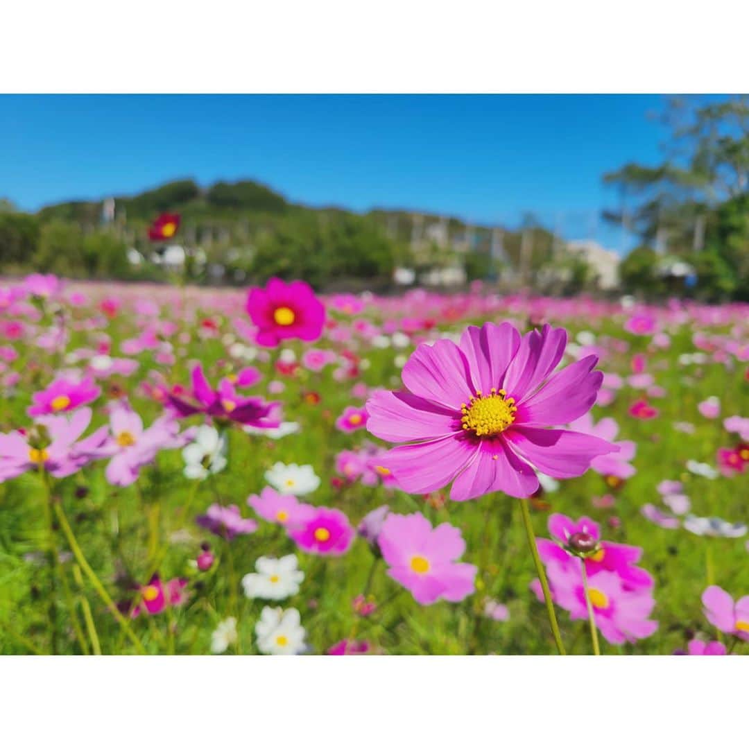 中村まきさんのインスタグラム写真 - (中村まきInstagram)「帰りにコスモス畑を発見！ ６年生達が植えてるらしい。子供達の力ってほんと可能性しか感じない。  美しすぎて圧巻でした✨  ＝＝＝＝＝＝＝＝ ■ご相談・公式LINE＞ プロフィール @buchimaki_1121 から公式LINEまたは、DMからお気軽に！ ――――――――――――﻿  #経営者 #フリーランス #自営業 #中小企業 を対象としたブランド価値を高めて広告費をかけず、 売上を伸ばし顧客獲得を目指す経営コンサルプロデュース。﻿ 　※詳細はプロフィールURLから！ ﻿ ――――――――――――﻿ ﻿． #集客#ブランディング #宮崎サロン#ダイエット #福岡#インフルエンサー #SNS集客#社長#ママ#宮崎美容室#引き寄せ#マーケティング#潜在意識#地方#美容室#痩身#美容サロン#整骨院#愛され女子 #Instagram#潜在意識#宮崎#起業女子#秋 #コスモス」10月25日 20時12分 - buchimaki_1121