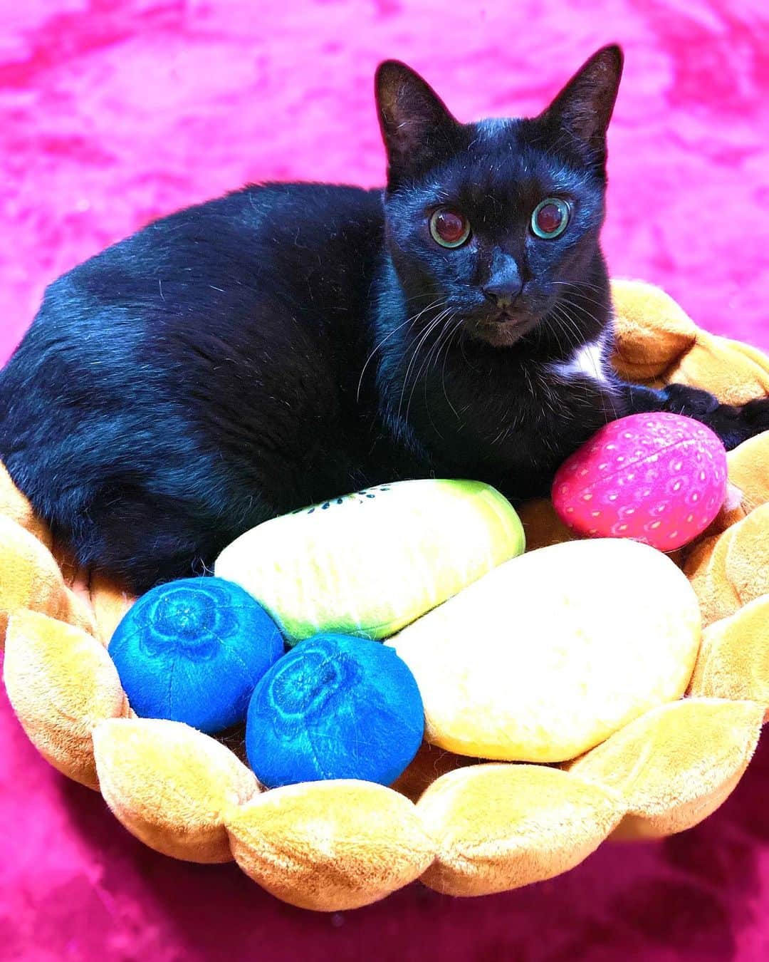 いけながあいみさんのインスタグラム写真 - (いけながあいみInstagram)「黒猫って撮るの難しいけど、今回は可愛く撮れた😸🥧🍓🥝🍇✨  * *  Cat tart 😸🥧🍓🥝🍇✨  #猫タルト　#黒猫　#黒猫の可愛さ伝え隊」10月25日 20時16分 - aimicat424