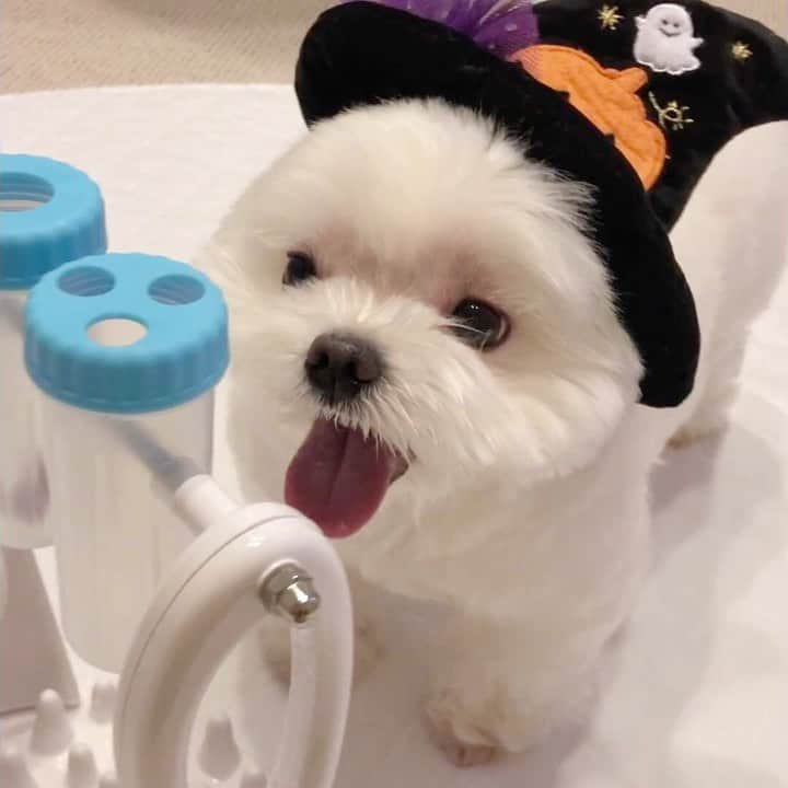 マルチーズ兄妹♡おかゆとおもちのインスタグラム：「…🐶🎃🍭🍫🍬👻 . . 我が家のハロウィン🎃 おやつは自力で😄 . もっちは他力や‼️😬😆🤣 凸凹兄妹いい感じ🐶💕🐶 ☠🎃HappyHalloween🍭🍬 . ママのハチャメチャ動画も見てね〜🤣 @okayuchan0421 🙋🏻‍♀️ . . #ハロウィン #ハロウィンのお菓子  . .  . #maltese #malteseofinstagram #happydog #dogsmile #doglove #doglover #dogstagram #instadog #lovedogs #ilovemydog #cutedog #dogoftheday #instapet #말티즈 #fluffypack . #okayusan #マルチーズ #犬バカ部 #白い犬 #わんこ #愛犬  #犬のいる暮らし  #エブリドッグ  #ふわもこ部 #鼻ぺちゃ #マルチーズ兄妹 . .」