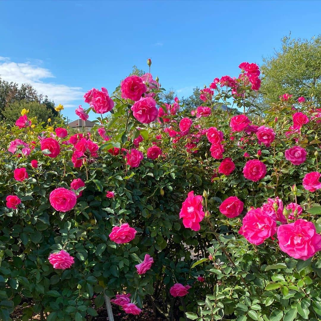 吉岡明日海さんのインスタグラム写真 - (吉岡明日海Instagram)「バラ園に来ています🌹✨  #SOD #ソフトオンデマンド #syainbar #SOD女子社員 #女子社員 #女優部 #日本 #東京 #girl #ol #followｍe #オフィス #bar #フォロワー #募集中 #バラ #バラ園 #ローズ #ローズうらら」10月25日 11時50分 - yoshioka_asumi