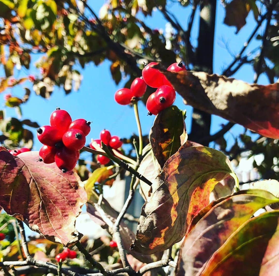 光野桃のインスタグラム：「秋は実。 赤の色といい紅葉した葉のたたずまいといい、和を感じさせるけれど…ハナミズキ。 外来種ですね。 ひらひらと咲く花からは想像できないしっかりとした真っ赤な実だなー。  #秋は実 #ハナミズキ #娘のカラオケ18番」
