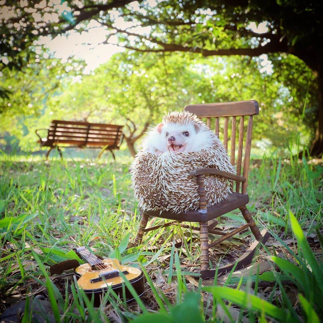 あずきさんのインスタグラム写真 - (あずきInstagram)「It’s a perfect day for an outing🎸🌰🍁 今日は気持ち良い秋晴れですね！ハリネズミを屋外に出すには寒すぎてもう出せませんが、気持ちの良い日曜日。 . この1週間は父ちゃん仕事の撮影ぎっしりで疲れ果てたので、今日はダラダラ生活して糖分投入したいと思います🧁🍰🍨 . 写真は10月上旬の暖かい日にもなさんとお出かけした #昭和記念公園 での写真です☺️ . . .  #ミニチュアチェア #ギター女子  #外んぽ #はりねずみ #ハリネズミ #hedgehog #pygmyhedgehog #lovelypet #cuteanimals #はりねずみのもなか #hedgie #Hérisson #igel#riccio #Erizo #고슴도치 #刺猬 #hedgehogazuki  #hedgehogsofinstagram #animaladdicts #cuddles #meowed #park #miniaturechair」10月25日 12時00分 - hedgehog_azuki