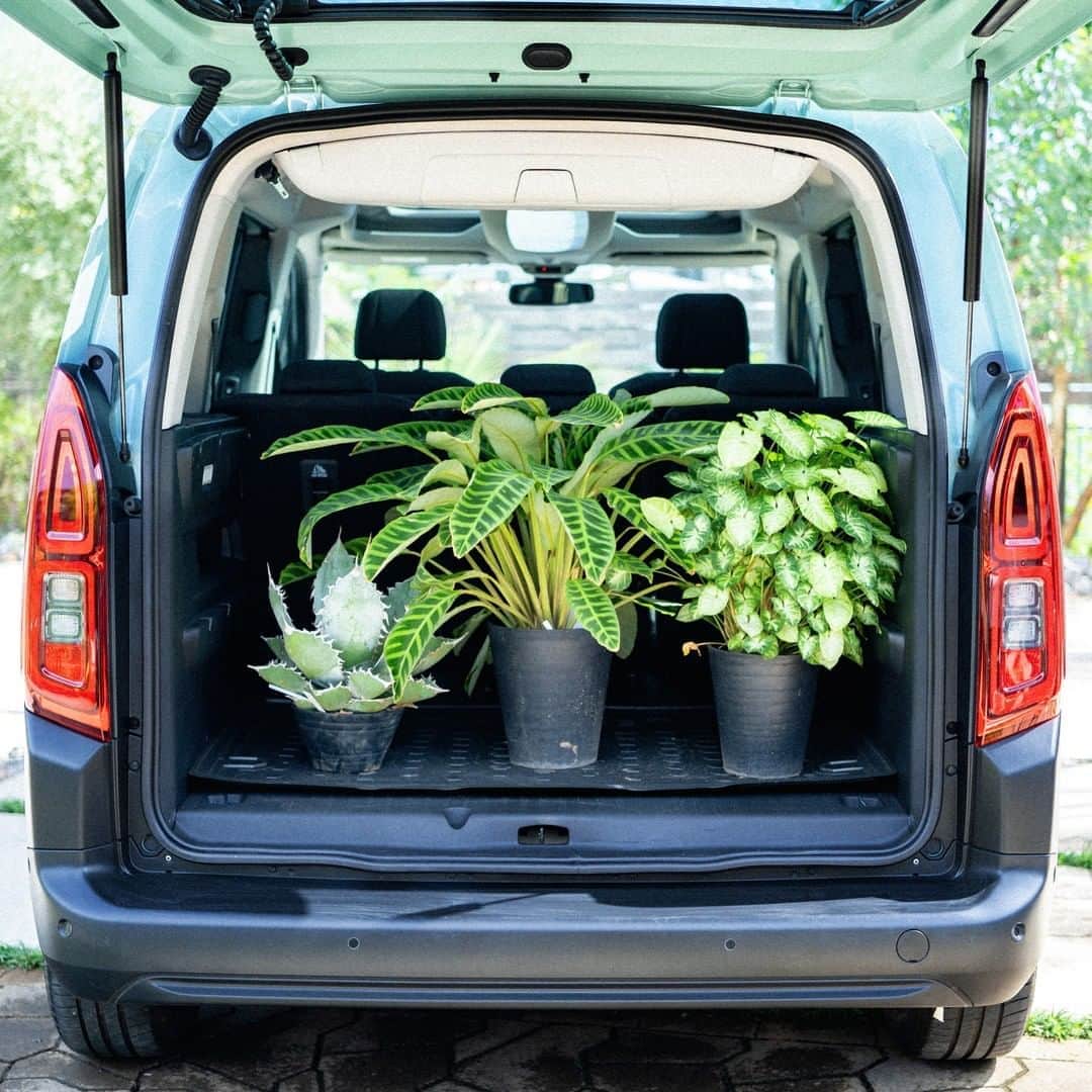 LOVEGREEN -植物と暮らしを豊かに。さんのインスタグラム写真 - (LOVEGREEN -植物と暮らしを豊かに。Instagram)「[🚗ベルランゴと植物のある暮らし🌿] . 趣味を楽しみつくすための新型レジャーアクティビティビークルとして話題のシトロエン「ベルランゴ」。 . LOVEGREENでは3⼈のボタニカルピープルによるベルランゴの楽しみ⽅を全6回でお届け中です。 . ------- . 仕事は、世界中のカッコイイ植物を日本の家や庭に広めること。休日は、可愛いお3姉妹のお子さんと一緒に遊ぶパパ。 . ちょっと珍しい植物の販売や、今の暮らしにマッチした庭施工を行うmana’s greenの真中隆之介さん(@manas.manaka )にとって車は、仕事（オン）と休日（オフ）両方で欠かせない相棒。 . その2つの条件を完璧に満たす新型レジャーアクティビティビークル「ベルランゴ」を、昨年の先行販売時からチェックしていたという真中さんに、改めてその魅力を伺いました。 . ------- . 詳しくはプロフィール( @lovegreen_official )のURLよりチェック🌿 「ベルランゴ」から見てみてくださいね🌼 . #車 #植物 #ベルランゴ #シトロエン #ドライブ #アウトドア #外出 #家族 #おでかけ #外出 #レジャー #観葉植物初心者 #園芸初心者 #観葉植物のある暮らし #グリーンのある暮らし #インドアグリーン #緑のある生活 #観葉植物初心者 #観葉植物が好き #シンプルな暮らし #シンプルライフ #暮らしを楽しむ #日々の暮らし  #マンション暮らし #植物のある暮らし #植物のある生活 #植物と暮らす #ベランダ #インテリア #部屋」10月25日 12時01分 - lovegreen_official