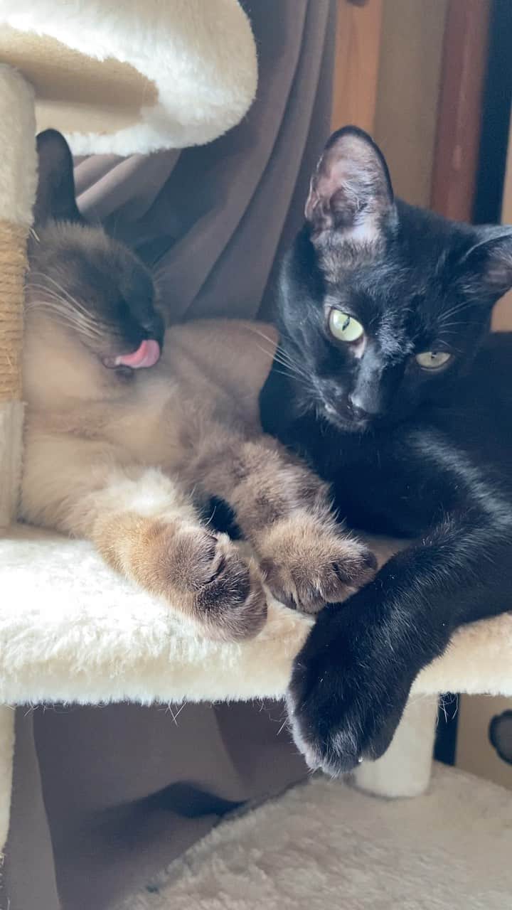 のインスタグラム：「Kuromitu and Warabi are getting along well.」