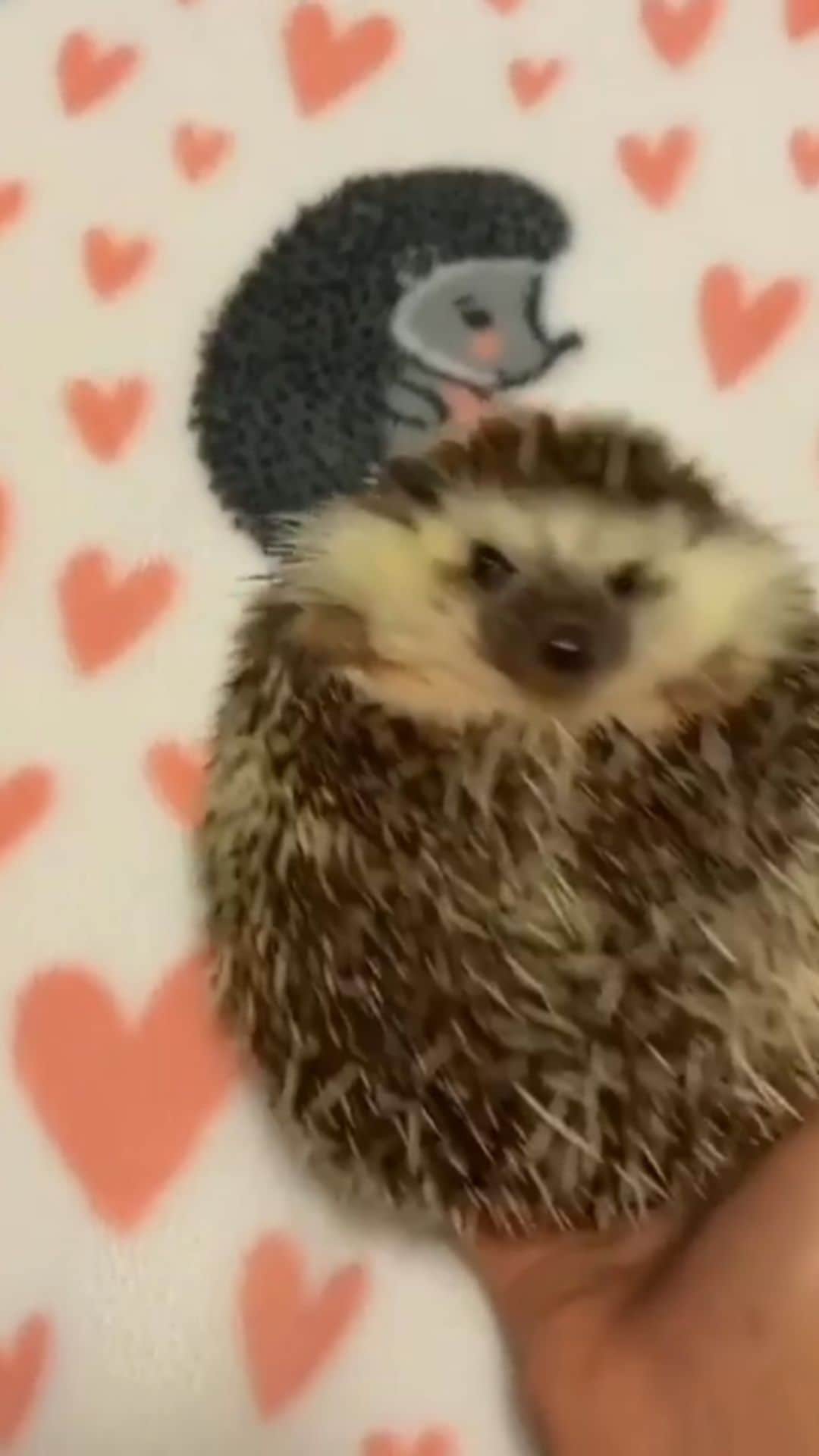 Paul Octaviousのインスタグラム：「Me after one edible thinking someone’s tucking me in...👀✨  🦔 by @mocha._.frappe」