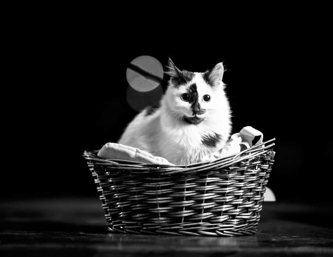 イルコ光の魔術師のインスタグラム：「猫の写真だけ、 @irunyan.photo アップする新しいアカウント作ったよ❗️めっちゃ可愛いにゃんこ写真いっぱいあるので、そっちにアップしまーす❗️フォローしてくれたら嬉しい❗️  🐱垢 @iruneko.photo   ちょっと猫のポートレートアップ❗️ここはSigma 135mmで撮ってまーす❗️開放、F/1.8で、マイナス10度外で撮ってます❗️ちょっとだけライティングもあり❗️  #猫 #子猫　#ねこ　＃ねこ部　#にゃんすたぐらむ #にゃんこ #保護猫 #子猫 #にゃんだふるライフ #ふわもこ部 #ネコ　#ねこのいる生活 #ねこのいる生活　#猫好きさんと繋がりたい #ねこのきもち #ねこのいる暮らし #猫写真 #kitty #catstagram #catstagram_japan　#petstagram #instacat #meow #catoftheday #ilovemycat #strobist #ストロビスト #ライティング #ポートレート」