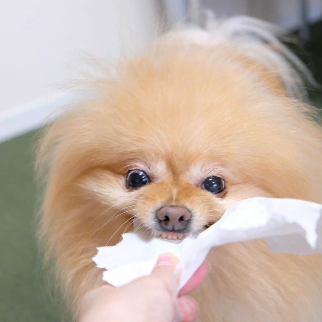 Hanaさんのインスタグラム写真 - (HanaInstagram)「キャキャキャキャ🐶💕 * 紙を千切るの大好きお姉 * もう一心不乱 * 大雑把なシュレッダー * 前歯は綺麗🦷 * * ブログ更新しました♪ http://kedamakyoudai.blog.jp/ #Pomeranian#pom#pompom#pomstagram#pets#dogs#doglover#dogsofinstagram#dogstagram#Japan#Kawaii#fluffydog#ポメラニアン#犬#いぬら部#pecoいぬ部#포메라니안#もふもふ#ふわもこ部#cute#cutedog#funny#funnydog#いぬのきもち#犬と猫#ライブドアインスタブロガー」10月25日 12時30分 - mofu2family