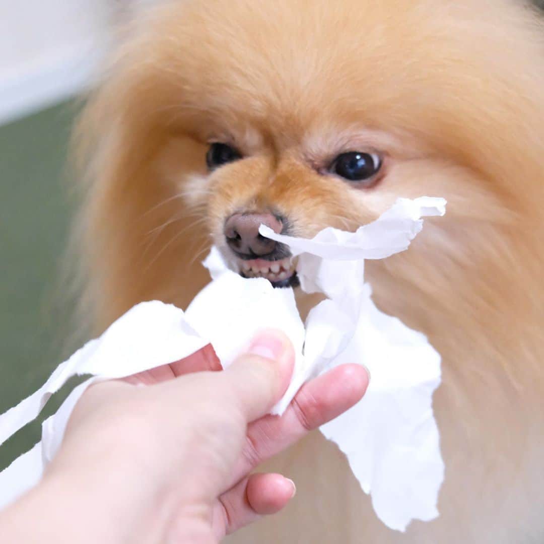 Hanaさんのインスタグラム写真 - (HanaInstagram)「キャキャキャキャ🐶💕 * 紙を千切るの大好きお姉 * もう一心不乱 * 大雑把なシュレッダー * 前歯は綺麗🦷 * * ブログ更新しました♪ http://kedamakyoudai.blog.jp/ #Pomeranian#pom#pompom#pomstagram#pets#dogs#doglover#dogsofinstagram#dogstagram#Japan#Kawaii#fluffydog#ポメラニアン#犬#いぬら部#pecoいぬ部#포메라니안#もふもふ#ふわもこ部#cute#cutedog#funny#funnydog#いぬのきもち#犬と猫#ライブドアインスタブロガー」10月25日 12時30分 - mofu2family