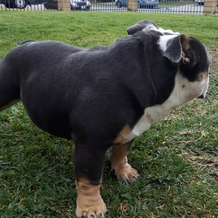 Oprahnbooのインスタグラム：「MINION.  #englishbulldog #dogsoftheworld #bluetritriplecarrier #36lbs #provenproducer #tah #share #lovedogs #likedogs」
