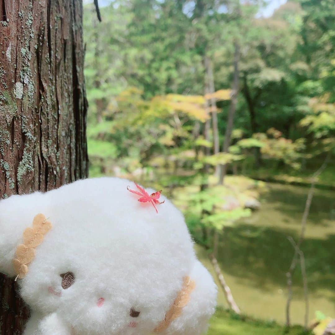 こぎみゅん（サンリオ）のインスタグラム：「秋を見つけたみゅん･･🍁  #サンリオ #キャラクター #小麦粉の妖精 #こぎみゅん #sanrio #character #cogimyun #秋 #秋コーデ #🍁」