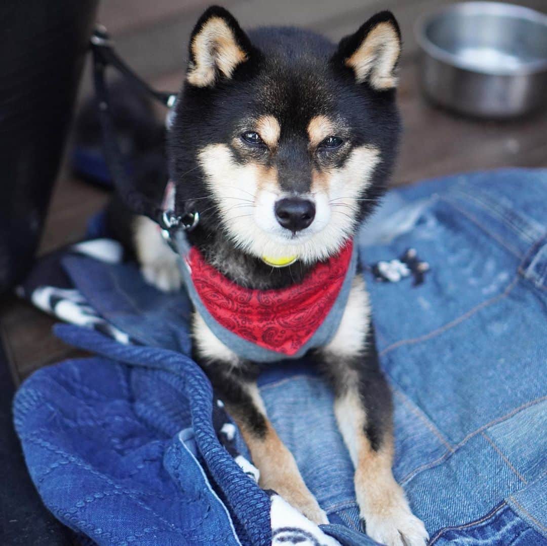 黒豆柴こむぎのグルメインスタ